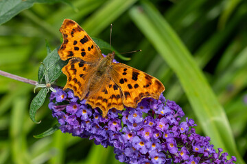 Obraz premium Close-up of a beautiful comma butterfly with its wings wide open sitting on Hybrid Asian Moon flowers on a warm summer's day in the west of England. Latin name Polygonia c-album.