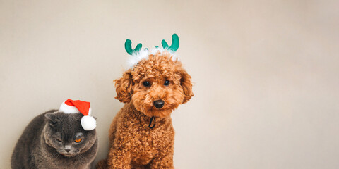 Close-up small ginger poodle dog with green deer antlers and grey cat in Santa cap on a light background. Pet's portrait. Christmas greetings card, front view. Web banner