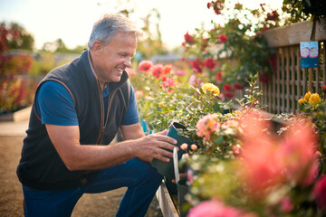 Mature Man Working Outdoors In Garden Centre Checking Rose Plants