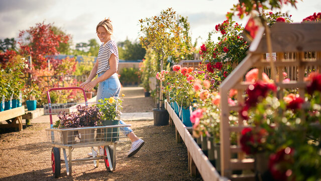 Woman With Trolley Outdoors In Garden Centre Choosing Plants And Buying Rose
