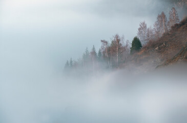 forest area in the mountains surrounded on all sides by thick fog and clouds. Mountain landscape in...