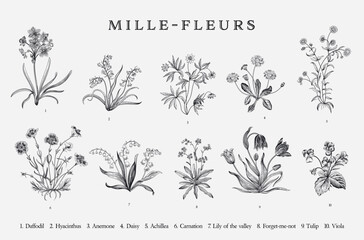 Millefleurs. Set. Vintage vector botanical illustration. Black and white - 692030148
