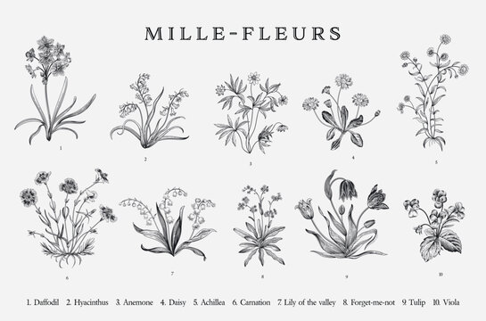 Millefleurs. Set. Vintage vector botanical illustration. Black and white