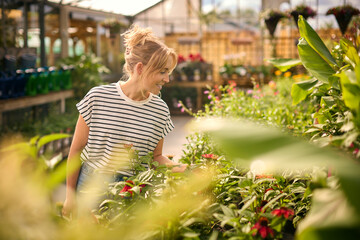 Woman Inside Greenhouse In Garden Centre Choosing And Buying Red Echinacea Plant - obrazy, fototapety, plakaty