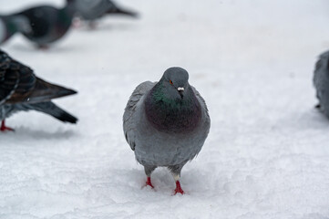 Pigeon in central Orebro a cold winter day