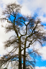 Fototapeta premium Old bare oak tree standing tall against the blue sky with white clouds. Lonesome winter hiking trail landscape along the shoreline in New Haven Connecticut, USA.