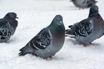 Pigeon in central Orebro a cold winter day