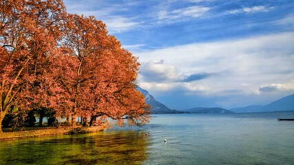 Annecy, France - October 20, 2015: a tree in fall has branches hanging ocer the lake of Annecy