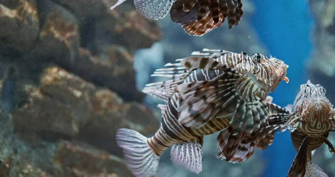Beautiful tropical fish striped lionfish swim in ocean reef backdrop, close up. Wild Lion Fishes move in blue sea water. Biodiversity of marine inhabitants. Sea underwater background with zebra fish