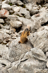 Naklejka na ściany i meble Alpine marmot (Marmota marmota) in high mountains in Bavaria, Germany