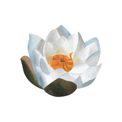 Watercolor white waterlily Hand painted floral illustration isolated nenuphar for greeting cards, postcards, logos, invitations. For Mother's day, Women's day or birthday. Botanical illustration. - obrazy, fototapety, plakaty