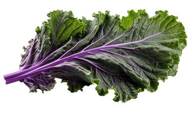 Stunning Sweet Purple Kale Leaf on White or PNG Transparent Background.