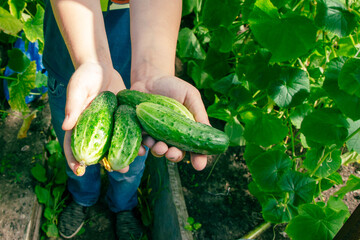 Freshly Harvested Organic Cucumbers Grasped by Farmer in Greenhouse