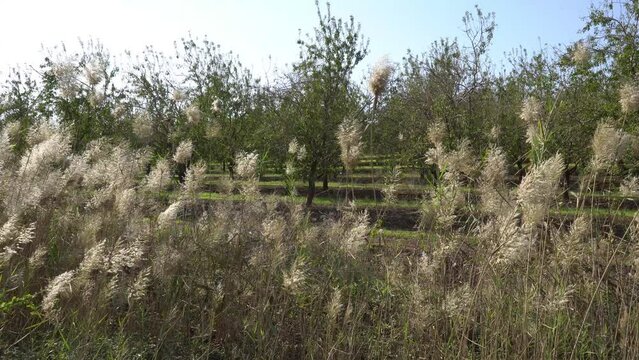water reeds and almond trees near the mount Tabor, Israel