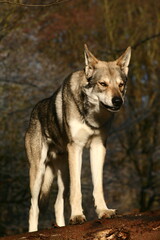 Saarloos Wolfhound auf einem Baumstamm im Wald