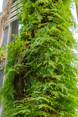 Japanese climbing fern or Lygodium Japonicum plant in Saint Gallen in Switzerland © Robert