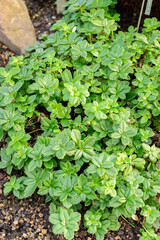 Lysionotus Pauciflorus plant in Saint Gallen in Switzerland