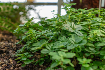 Lysionotus Pauciflorus plant in Saint Gallen in Switzerland