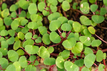 Ceylon balsam or Impatiens Repens plant in Saint Gallen in Switzerland
