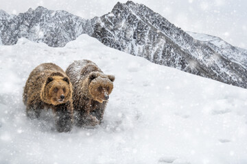 Two brown bears in winter mountain. Animal in wild winter nature