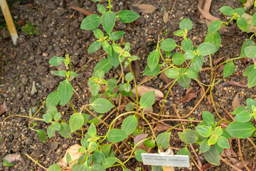 Arthrostemma Parviflorum plant in Saint Gallen in Switzerland