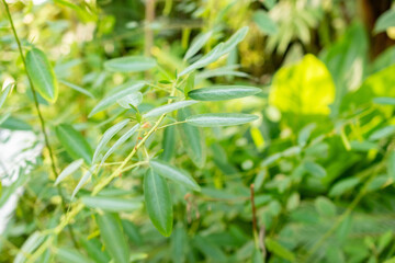 Telegraph plant or Desmodium Motorium plant in Saint Gallen in Switzerland