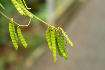 Telegraph plant or Desmodium Motorium plant in Saint Gallen in Switzerland