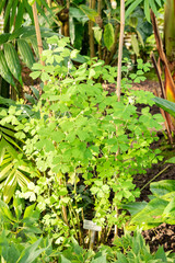 Yoke leaved amicia or Amicia Zygomeris plant in Saint Gallen in Switzerland