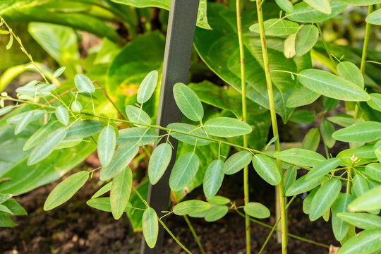Telegraph plant or Desmodium Motorium plant in Saint Gallen in Switzerland