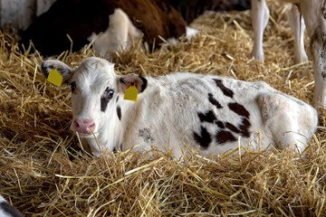Calf resting on the farm
