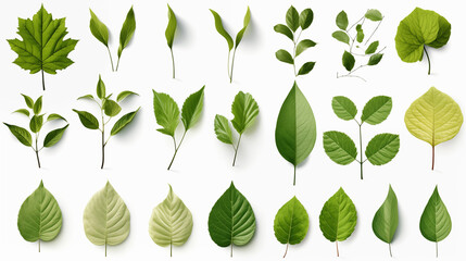 Set of green leaves on white. Digital art