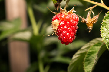 Close-up of a red raspberry or Rubus idaeus with a brown border bug or Coreus marginatus