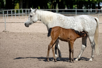 Mare with foal in a clearing
