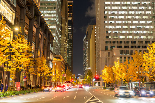 東京駅行幸通りの夜景　秋のイチョウ並木　Night view of Tokyo Station Gyoko-dori, lined with ginkgo trees in autumn