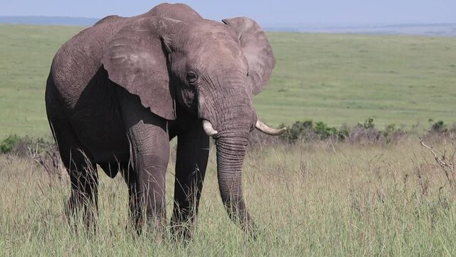 Afrikanischer Elefantenbulle in Steppe