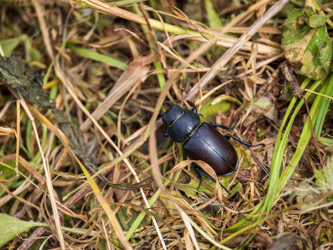 Female Lesser Stag Beetle in a Grass Meadow