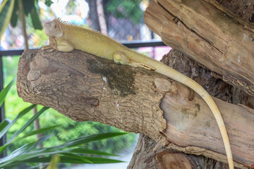 close up Iguana on dry wood