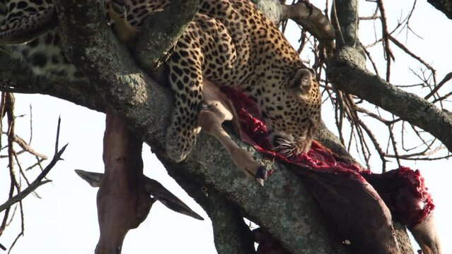 Leopard mit frisst erlegte Antilope im Baum