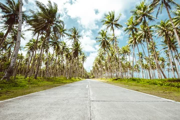 Fototapeten Palm tree jungle in the philippines. concept about wanderlust tropical travels. © oneinchpunch