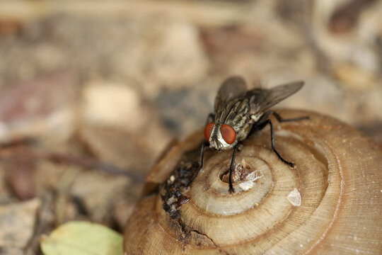 Close Up The Housefly Insect On Snail Dead