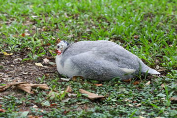 The guineafowl is rest on nature garden under tree