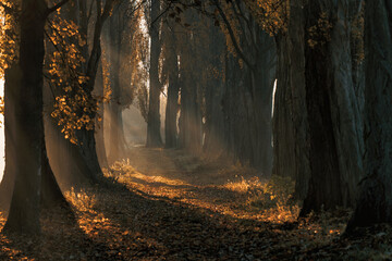 Der Herbstliche Wald - obrazy, fototapety, plakaty