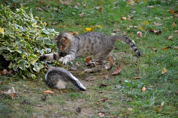 Obraz premium Mom cat plays with kittens on meadow