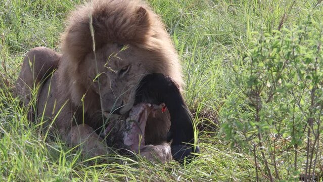 M&auml;nnlicher L&ouml;we nagt an Bein eines erlegten Wasserb&uuml;ffels