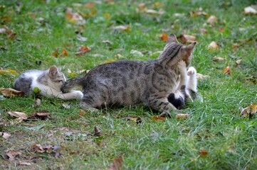 Naklejka na ściany i meble Mom cat plays with kittens on meadow