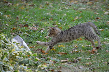 Mom cat plays with kittens on meadow