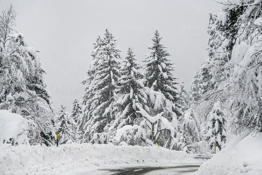 Lenzerheide, Valbella, Bergstrasse, Schneedecke, Lantsch, Lenz, Tiefencastel, Albula, Winterlandschaft, Alpen, Wald, Winter, Schnee, Schneefall, Gefahr, Graub&uuml;nden, Schweiz