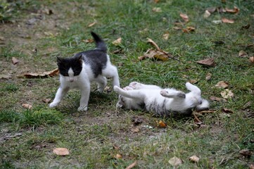 Naklejka na ściany i meble little kittens are playing in the grass