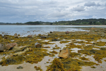 Algues à marée basse en Bretagne - France