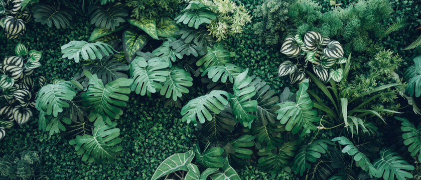 Close up group of background tropical green leaves texture and abstract background. Tropical leaf nature concept. © NewSaetiew